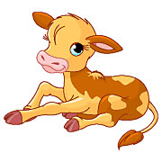 Obraz Kravička zs5461